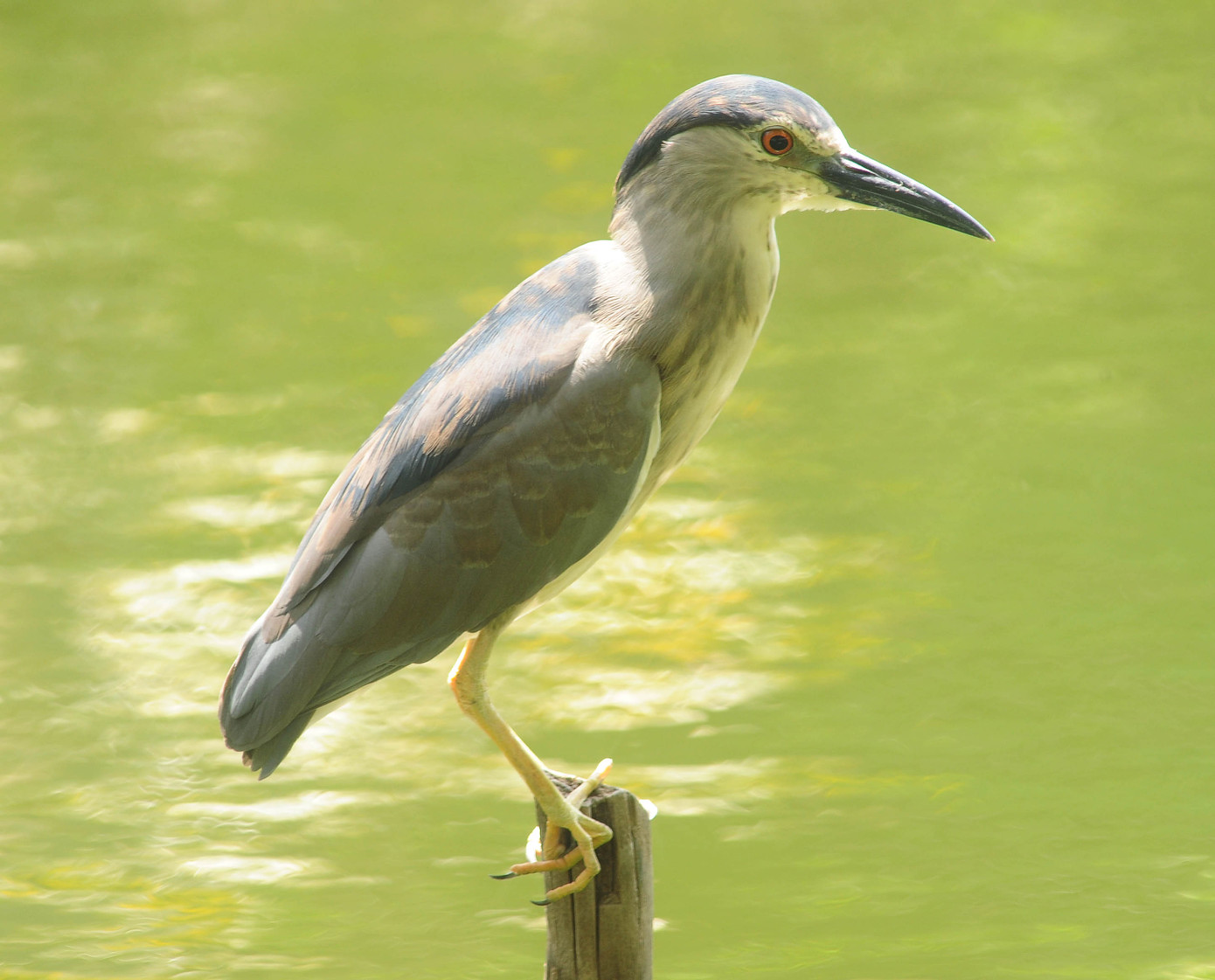 Thảo cầm viên Sài Gòn là thiên đường của các loại chim, chúng được sinh sống tự do giữa thiên nhiên được bảo vệ qua hàng thế kỷ Thảo cầm viên Sài Gòn là thiên đường của các loại chim, chúng được sinh sống tự do giữa thiên nhiên được bảo vệ qua hàng thế kỷ