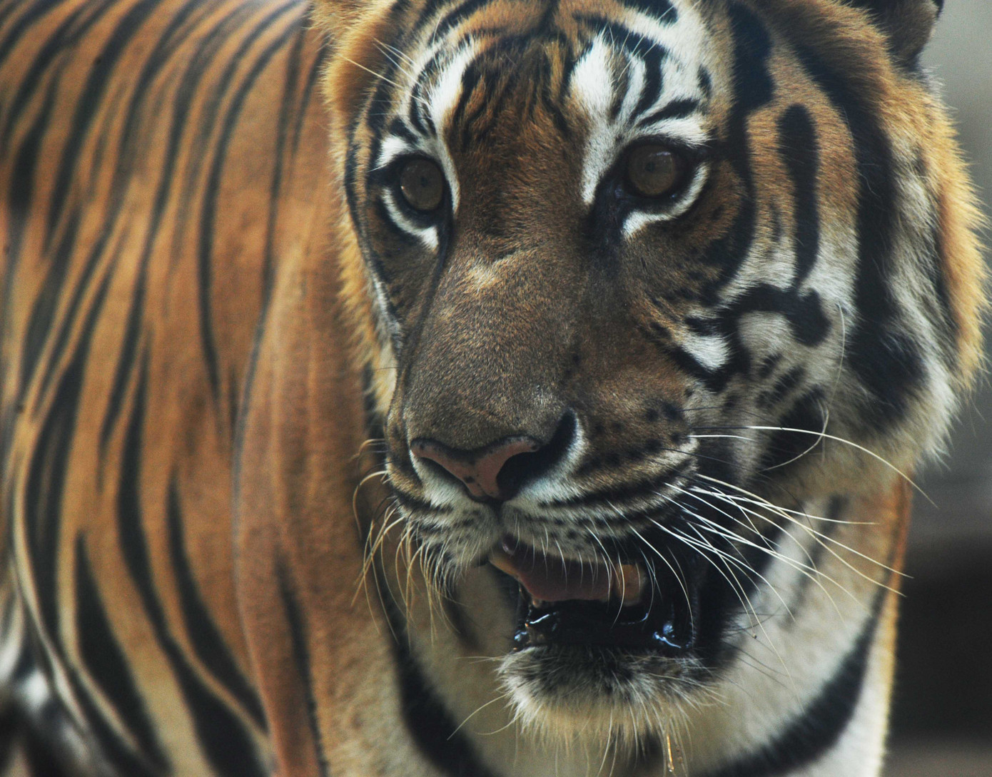 Thảo cầm viên Sài Gòn nổi tiếng với nhiều giống thú quý hiếm được bảo vệ và sinh trưởng trong điều kiện chăm sóc của con người Thảo cầm viên Sài Gòn nổi tiếng với nhiều giống thú quý hiếm được bảo vệ và sinh trưởng trong điều kiện chăm sóc của con người