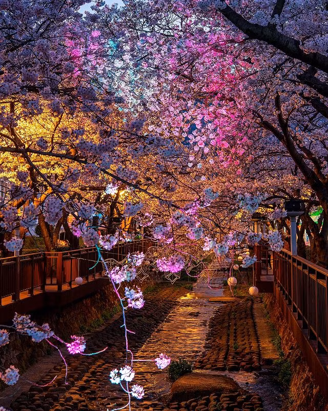Khung cảnh huyền ảo vào ban đêm tại lễ hội hoa anh đào Jinhae. (Nguồn ảnh: IG @korea_nightview)