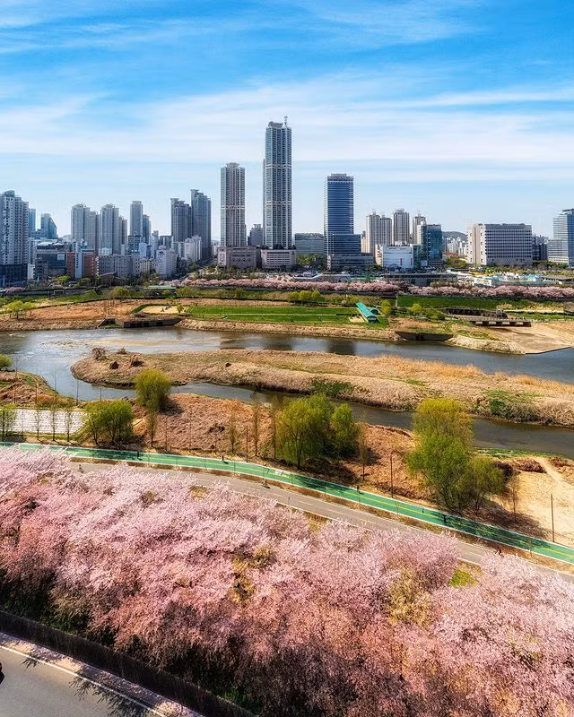 Con đường mùa xuân ngọt ngào tại Annyangcheon. (Nguồn ảnh: IG @korea_nightview)