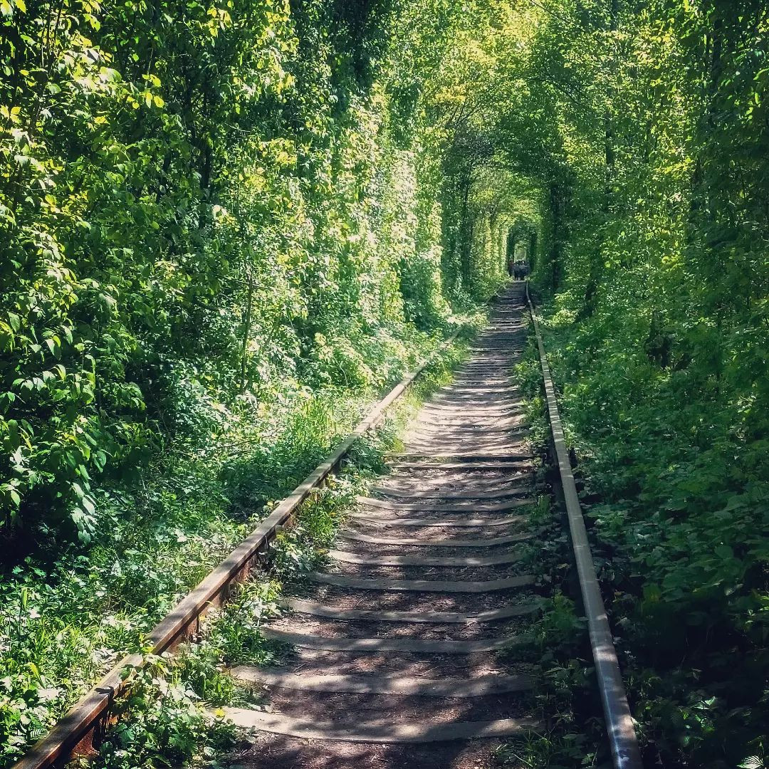 Những hàng cây xếp thành hình vòm tròn một cách tự nhiên tạo thành khung cảnh độc đáo.