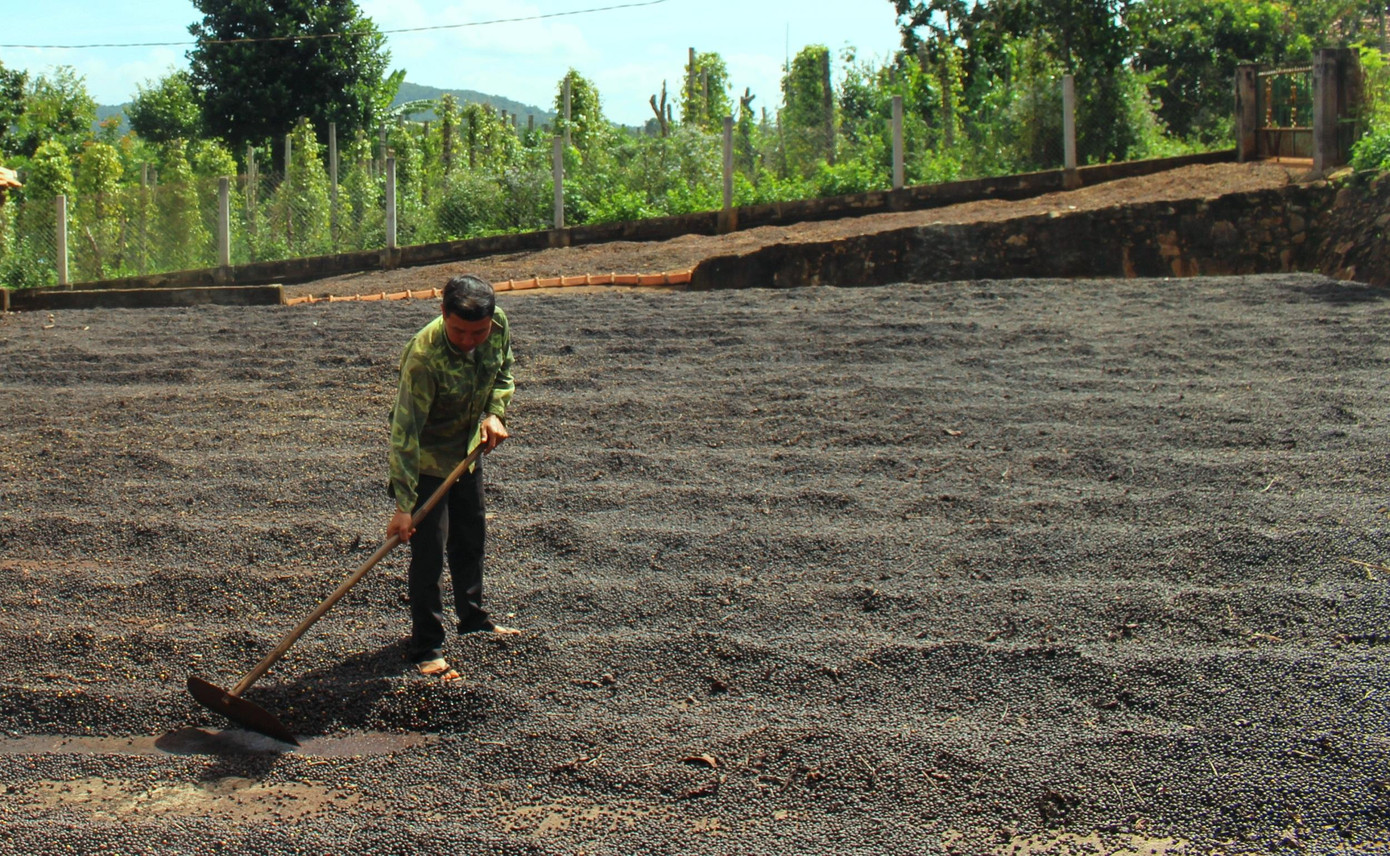 Cà phê hái về được người dân phơi khô ở sân