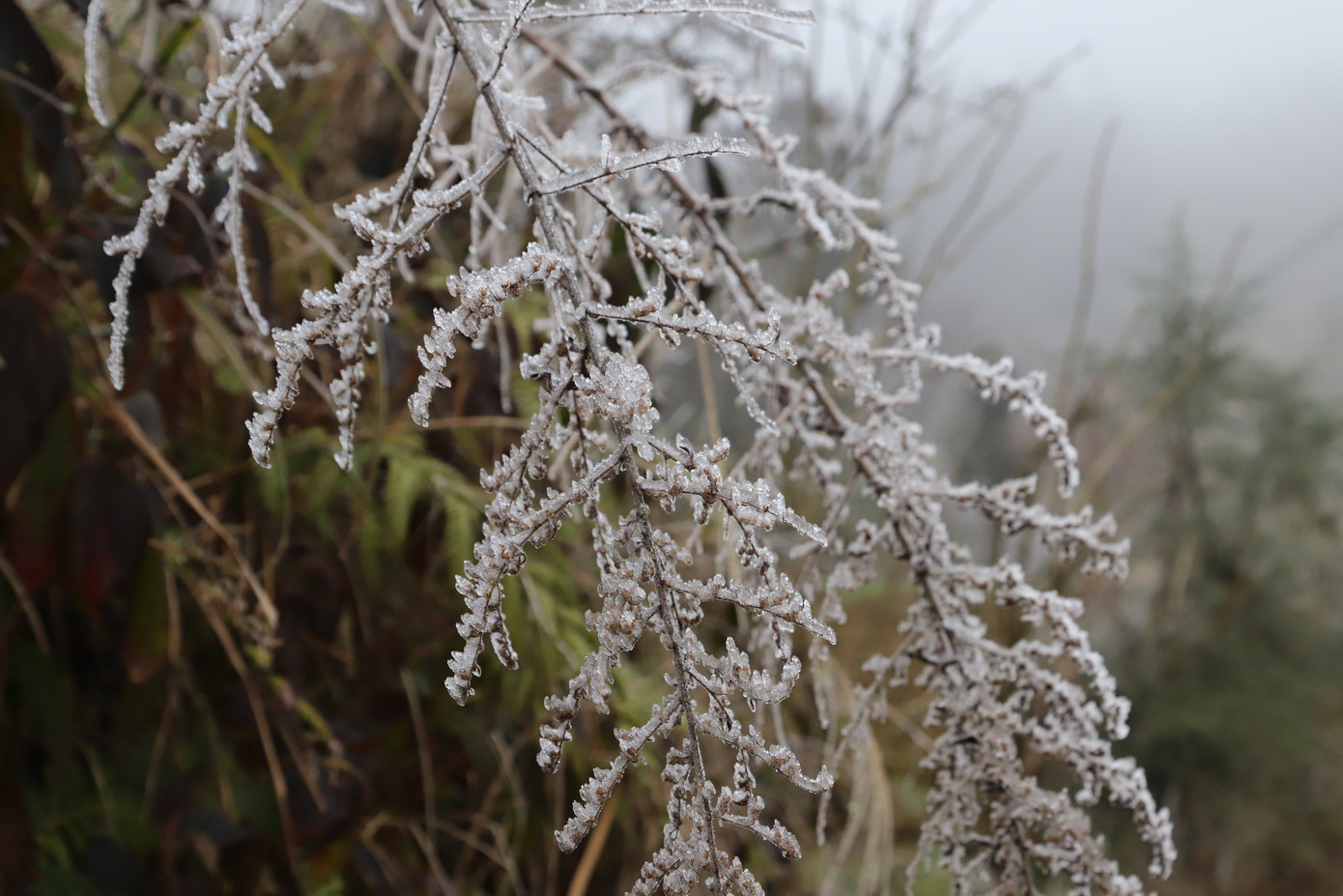 Người dân địa phương cho biết, đây là những nơi có địa hình núi cao trên 1.500m-1.800m so với mặt nước biển, hàng năm khu vực giáp biên giới mỗi khi nhiệt độ xuống thấp cũng thường xảy ra mưa tuyết nhỏ.