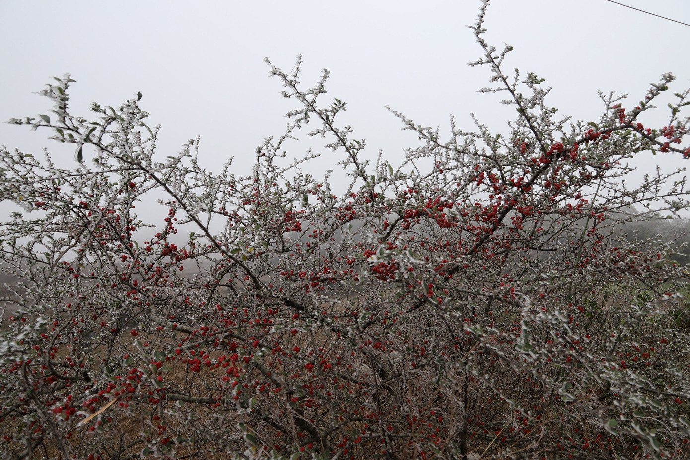 Người dân địa phương cho biết, đây là những nơi có địa hình núi cao trên 1.500m-1.800m so với mặt nước biển, hàng năm khu vực giáp biên giới mỗi khi nhiệt độ xuống thấp cũng thường xảy ra mưa tuyết nhỏ.