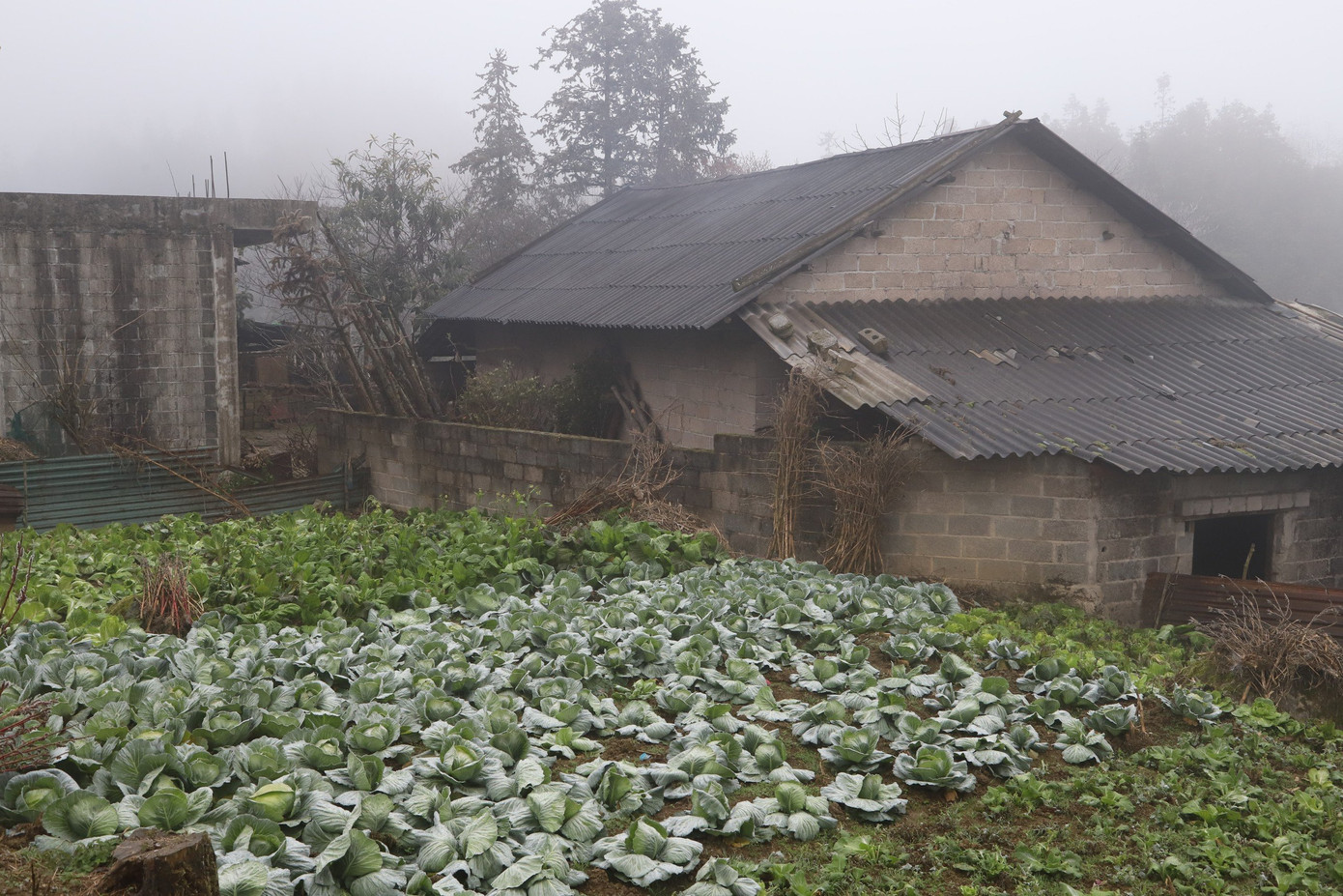 Các xã khu vực biên giới như Xín Cái, Thượng Phùng, Sơn Vĩ băng giá phủ trắng các mái nhà, làm hỏng ràu màu của người dân.