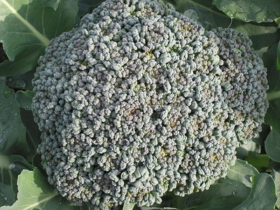 Ăn bông cải xanh, súp lơ giúp phòng tránh ung thư. Cải xanh