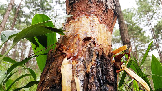 Khởi tố bị can vụ triệt hạ hơn 1.000 cây thông ảnh 2