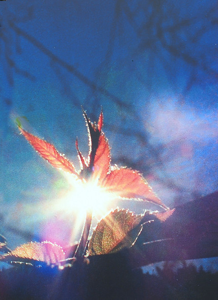 Bất ngờ triển lãm lá hoa anh đào của nghệ sĩ MPK ảnh 1