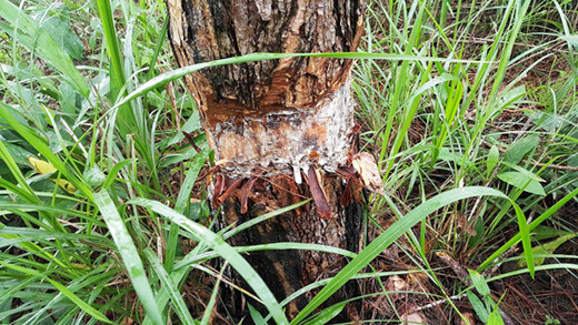 Lâm Đồng: Hàng ngàn cây thông ở rừng phòng hộ bị đầu độc ảnh 2