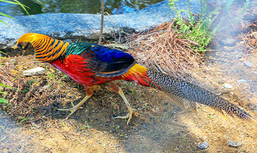 3 loài chim đẹp nhất thế giới hội tụ ở rừng thông Đà Lạt ảnh 3