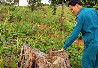 Lâm Đồng: Hàng ngàn cây thông ở rừng phòng hộ bị đầu độc ảnh 1