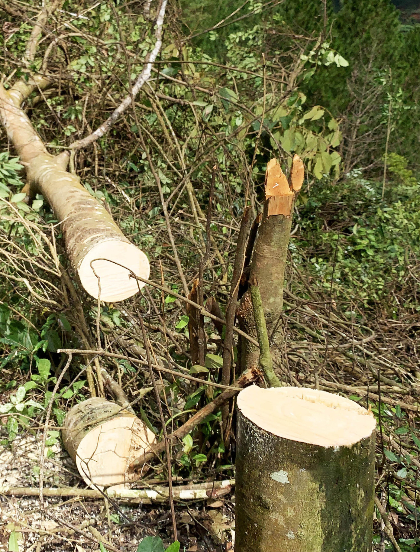 Dùng cưa máy, xe cơ giới phá nát rừng phòng hộ, 3 đối tượng bị bắt ảnh 1