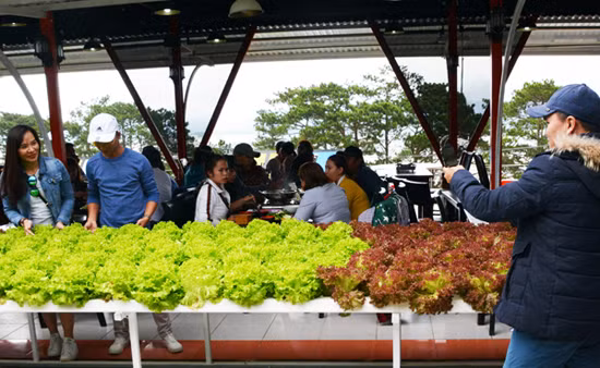 Chiêu đãi buffet chay cho hàng ngàn du khách tại Đà Lạt ảnh 4