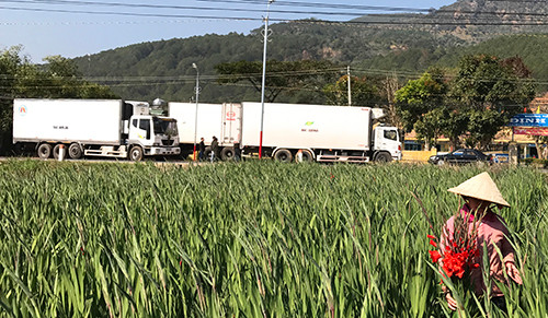 Làng hoa lay ơn lớn nhất nước trúng đậm ảnh 4