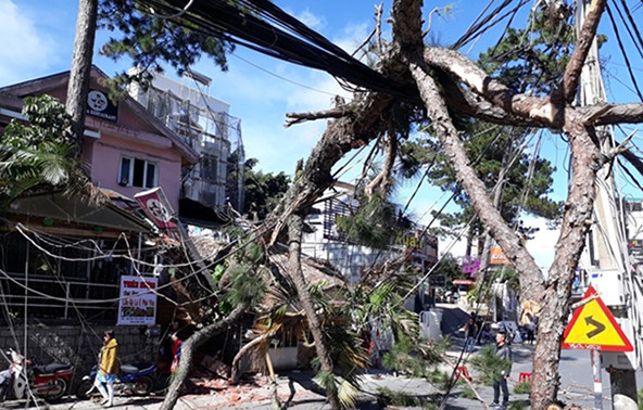 Thông cổ thụ đổ đè sập quán ăn ở trung tâm Đà Lạt ảnh 1