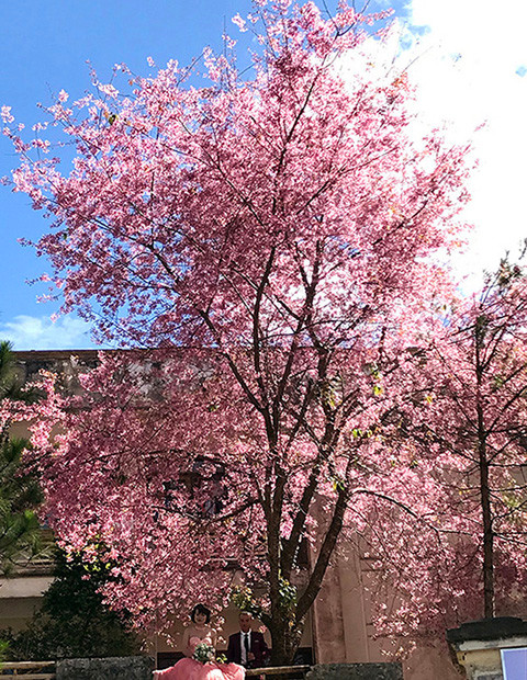 Ngây ngất ngắm hoa anh đào nhuộm hồng phố núi Đà Lạt ảnh 3