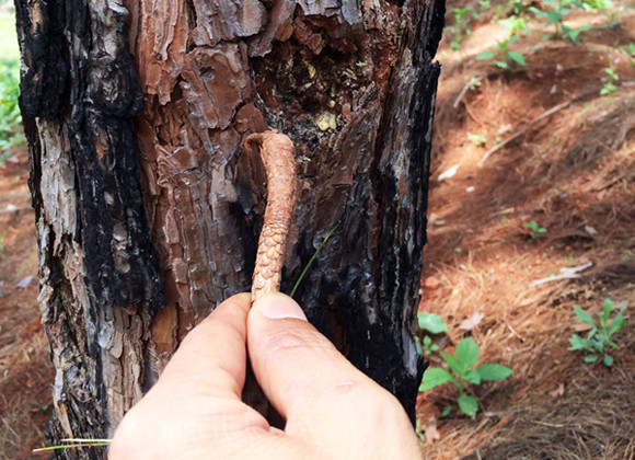 Lâm Đồng: Hàng ngàn cây thông ở rừng phòng hộ bị đầu độc ảnh 3
