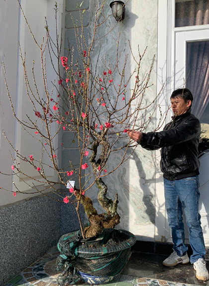 Đào 'má hồng' Đà Lạt được thuê chưng Tết giá 30 triệu đồng ảnh 2
