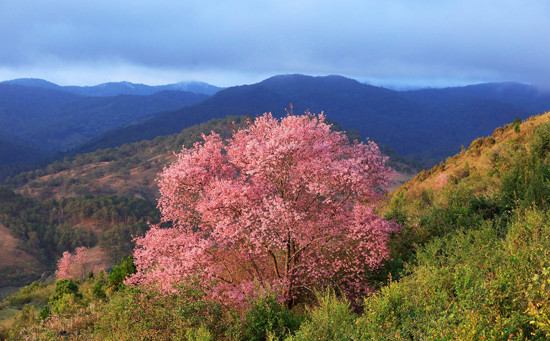 Mai anh đào bừng nở thu hút du khách lên Đà Lạt sau Tết ảnh 4