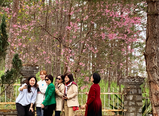 Mai anh đào bừng nở thu hút du khách lên Đà Lạt sau Tết ảnh 1