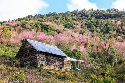 Mai anh đào bừng nở thu hút du khách lên Đà Lạt sau Tết ảnh 3
