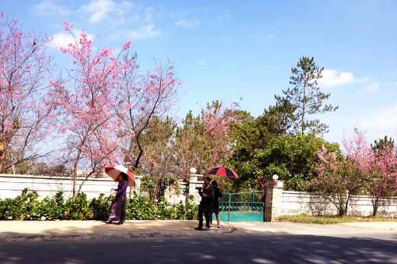 Mai anh đào bừng nở thu hút du khách lên Đà Lạt sau Tết ảnh 2