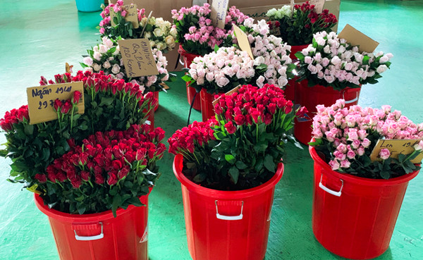 Hoa hồng Đà Lạt tăng giá kỷ lục dịp lễ 8/3 ảnh 1