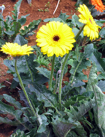 Hoa hồng Đà Lạt tăng giá kỷ lục dịp lễ 8/3 ảnh 2