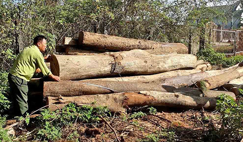 Điều cả xe cẩu vào hồ thủy điện bốc gỗ lậu ảnh 1