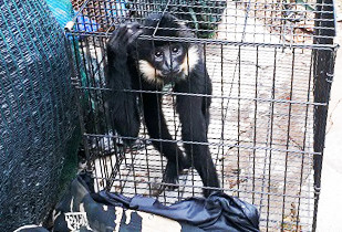 Lùm xùm chuyện nuôi nhốt thú tại Khu du lịch thác Prenn ảnh 2