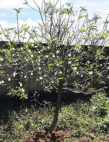 Bạch đào quý hiếm trồng để tặng chứ không bán ảnh 3