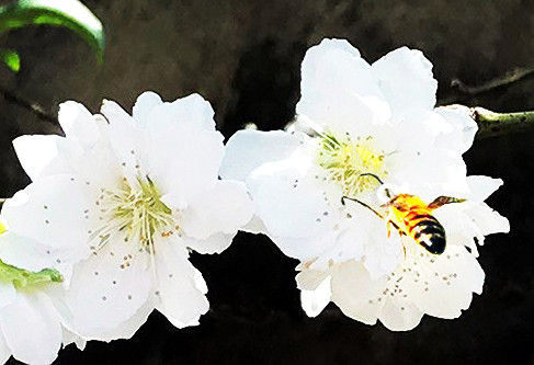 Bạch đào quý hiếm trồng để tặng chứ không bán ảnh 2