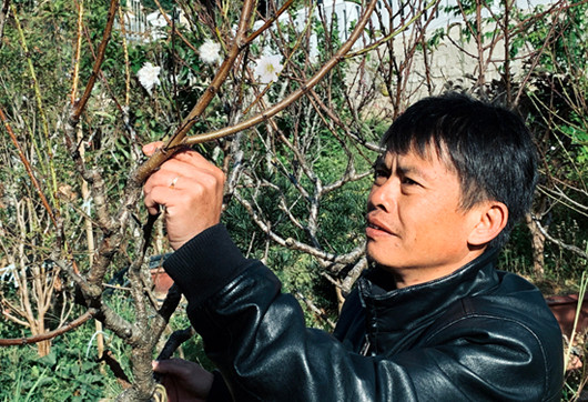 Bạch đào quý hiếm trồng để tặng chứ không bán ảnh 1