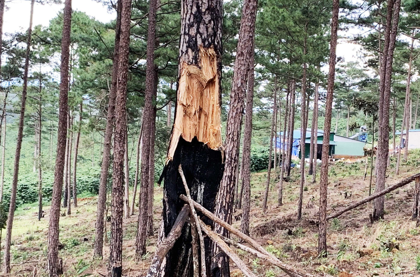 Tận thấy cảnh 'lóc thịt', thiêu đốt rừng thông 30 năm tuổi ở Bảo Lâm ảnh 1