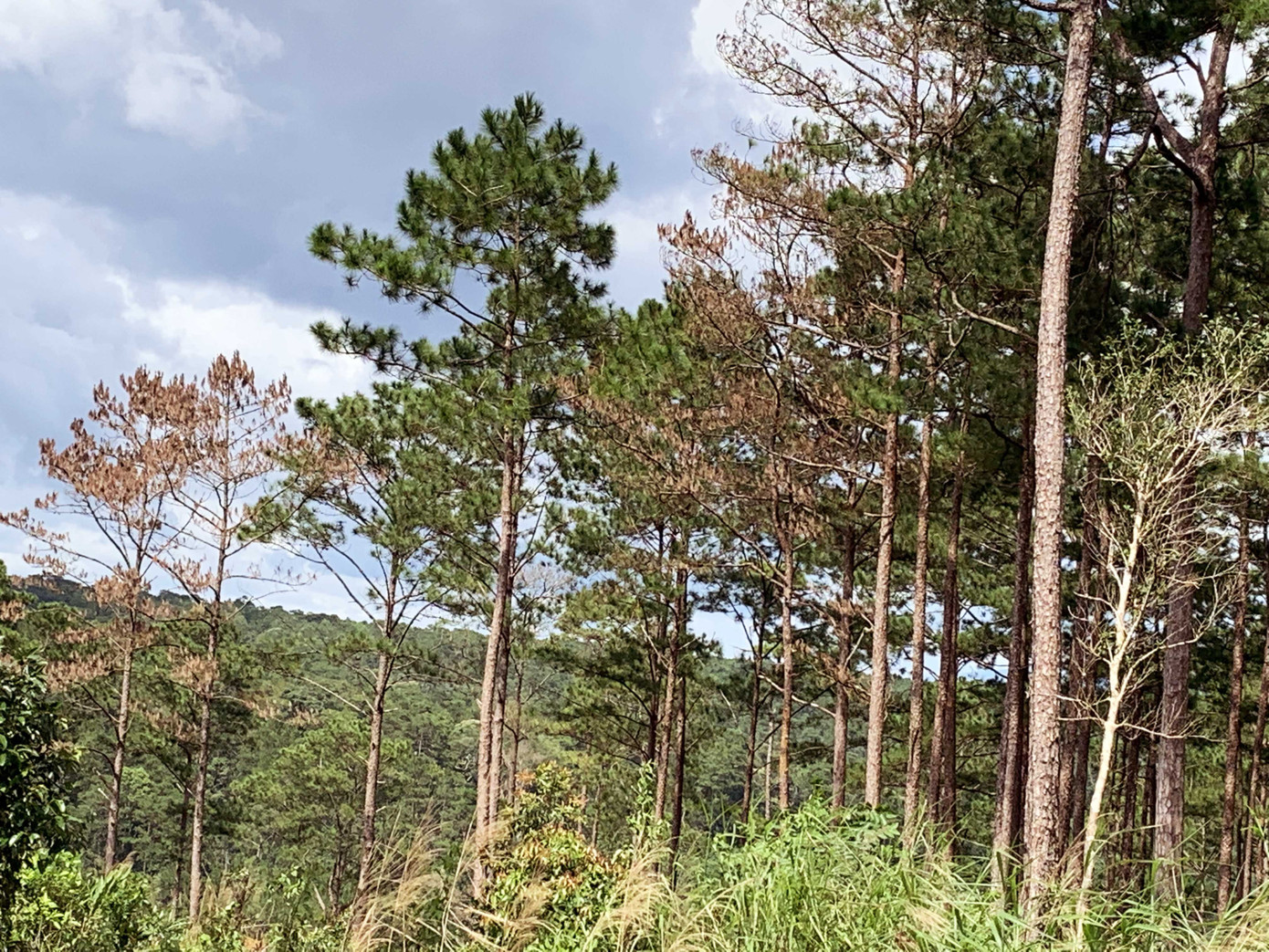 Tận thấy cảnh 'lóc thịt', thiêu đốt rừng thông 30 năm tuổi ở Bảo Lâm ảnh 3