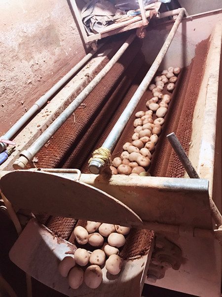 Chuyển hàng trăm tấn khoai Trung Quốc ra khỏi chợ nông sản Đà Lạt ảnh 2