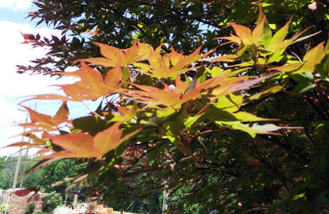 Tận thấy phong lá đỏ lãng mạn ở Đà Lạt ảnh 3