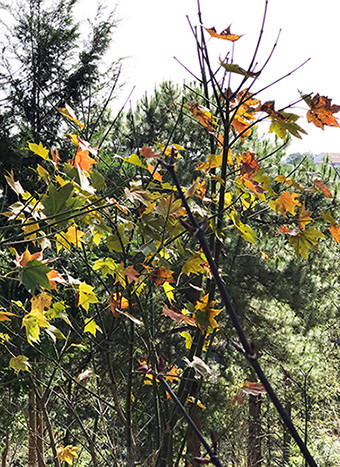 Tận thấy phong lá đỏ lãng mạn ở Đà Lạt ảnh 2