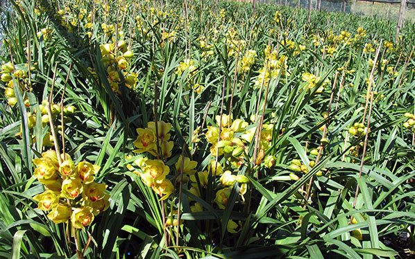 Hoa lan rớt giá vì nở sớm trước Tết cả tháng ảnh 2