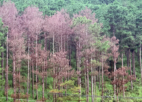 Rừng thông hơn 30 năm tuổi trên đồi Độc lập bị cưa hạ la liệt ảnh 4