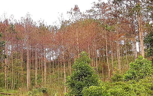 Phó Thủ tướng yêu cầu Lâm Đồng làm rõ các vụ phá rừng ảnh 1