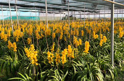 Địa lan Đà Lạt nở trước Tết, nông dân đứng ngồi không yên ảnh 1