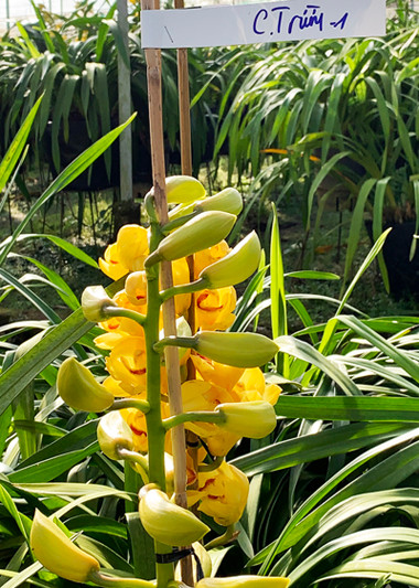 Địa lan Đà Lạt nở trước Tết, nông dân đứng ngồi không yên ảnh 3