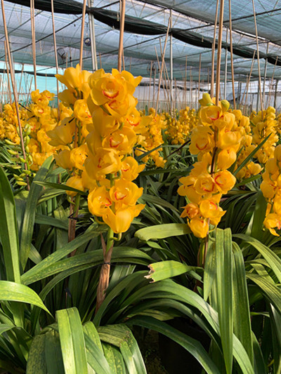 Địa lan Đà Lạt nở trước Tết, nông dân đứng ngồi không yên ảnh 2