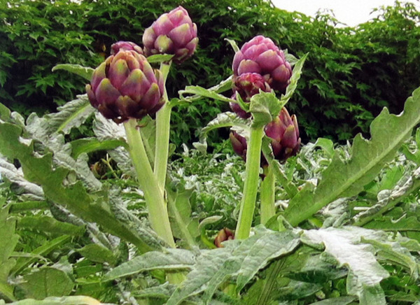 Rau, củ Đà Lạt lên đời thành cây cảnh chơi Tết ảnh 4