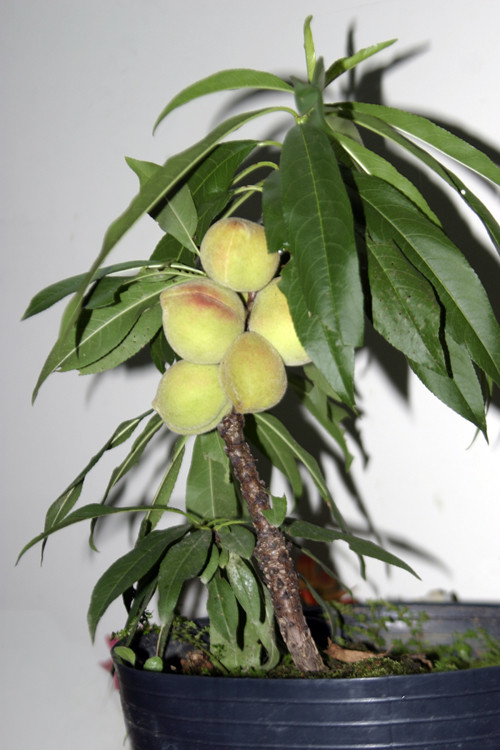 Rau, củ Đà Lạt lên đời thành cây cảnh chơi Tết ảnh 3