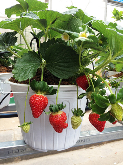 Rau, củ Đà Lạt lên đời thành cây cảnh chơi Tết ảnh 1