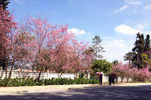 Ngây ngất ngắm hoa anh đào nhuộm hồng phố núi Đà Lạt ảnh 4