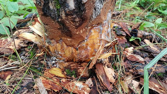 Để mất 4 ha rừng phòng hộ, phó chủ tịch xã bị đình chỉ công tác ảnh 1