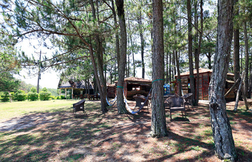 3 loài chim đẹp nhất thế giới hội tụ ở rừng thông Đà Lạt ảnh 5